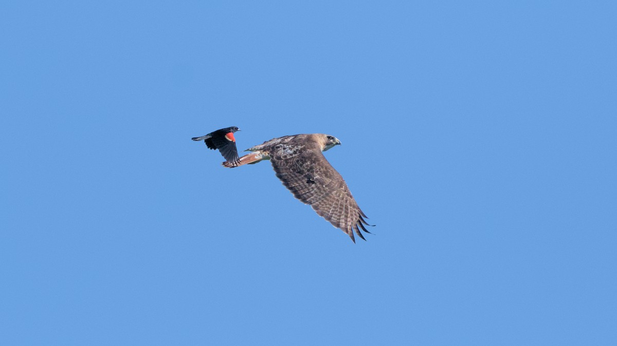 Red-winged Blackbird - ML620468900