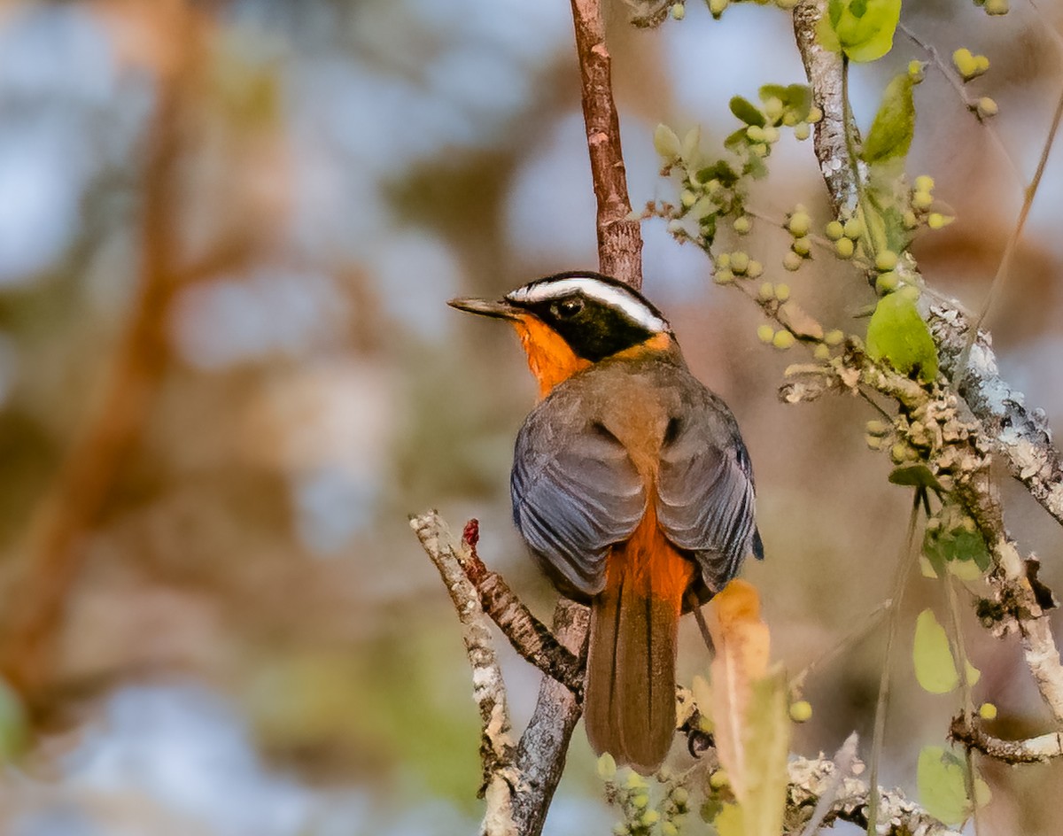 White-browed Robin-Chat - ML620468901