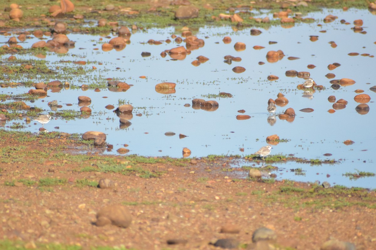 Snowy Plover - ML620468904