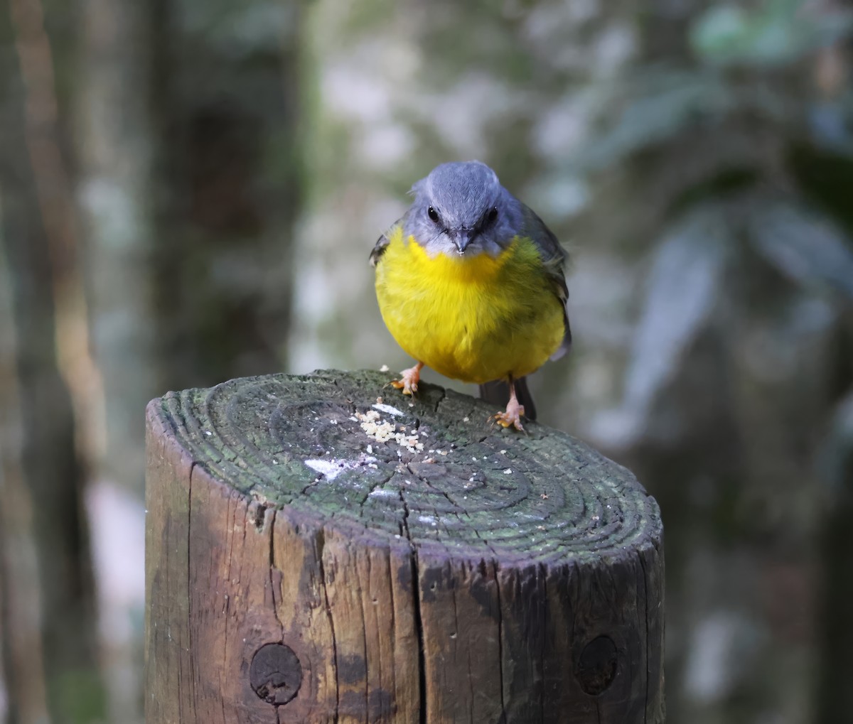 Eastern Yellow Robin - ML620468913