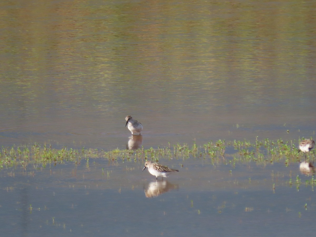 Semipalmated Sandpiper - ML620468920