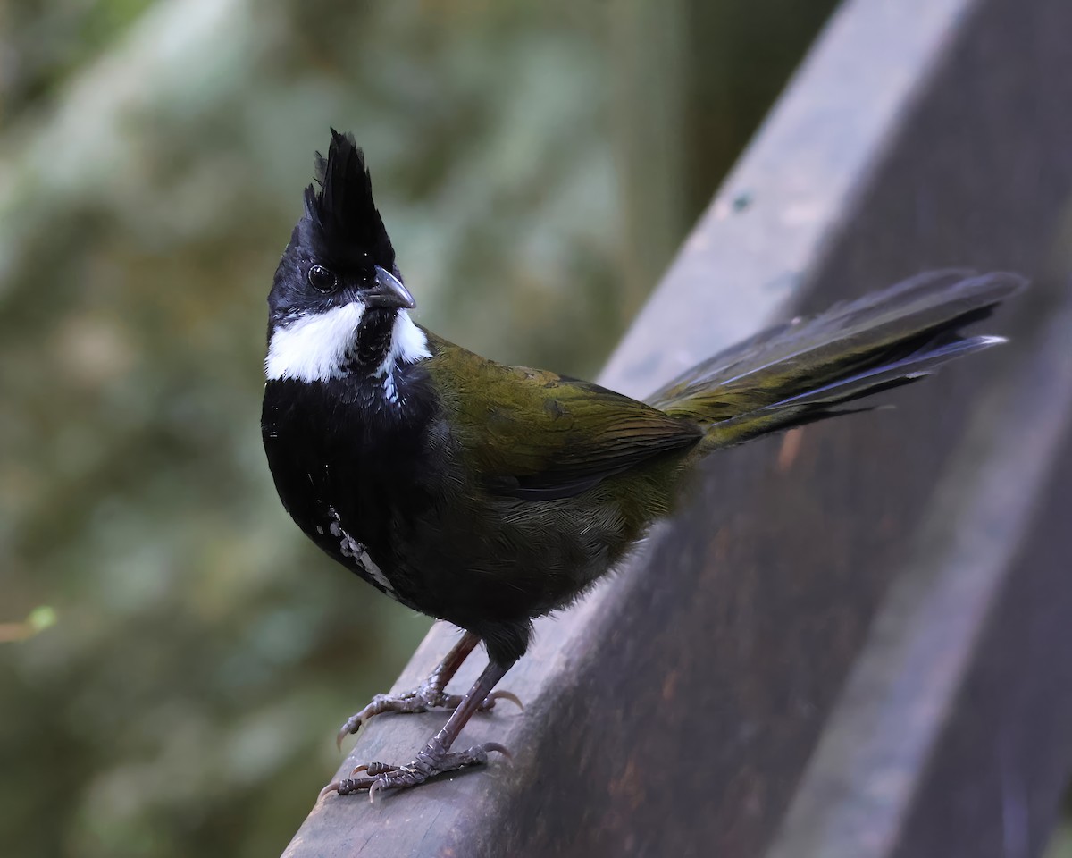 Eastern Whipbird - ML620468923