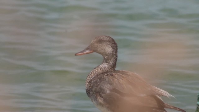 Gadwall - ML620468926