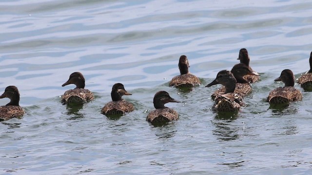 Gadwall - ML620468927