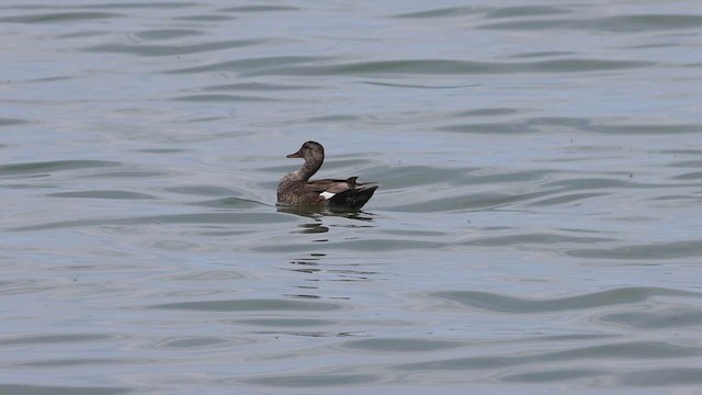 Gadwall - ML620468929