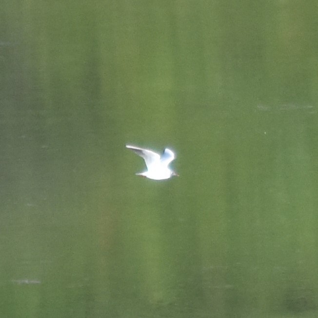 Black-headed Gull - ML620468932