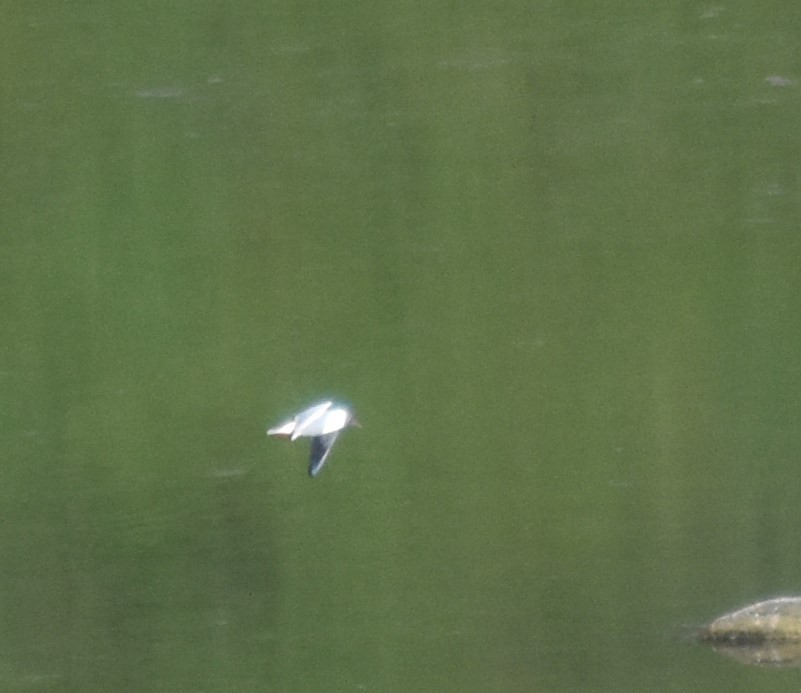 Black-headed Gull - ML620468934