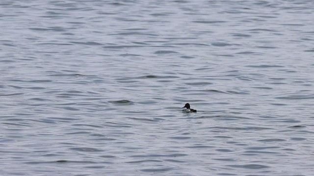 Lesser Scaup - ML620468937