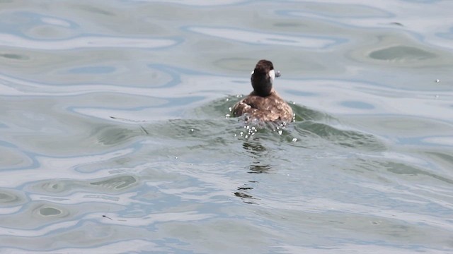 Ruddy Duck - ML620468939