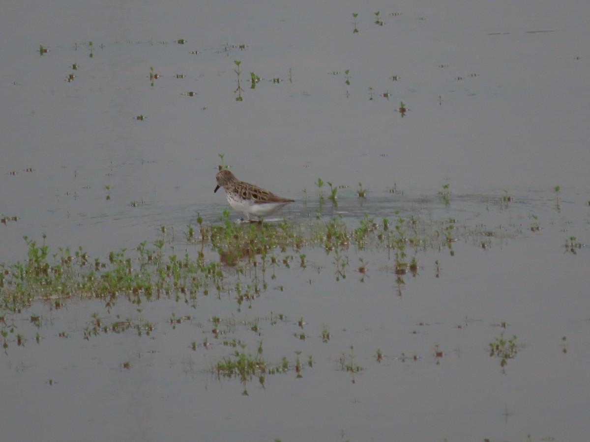 Semipalmated Sandpiper - ML620468941