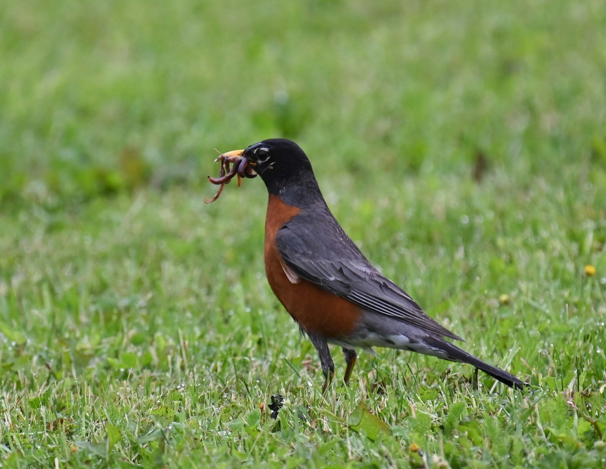 American Robin - ML620468943