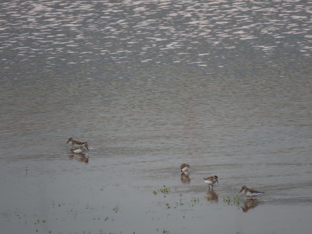 Semipalmated Sandpiper - ML620468949