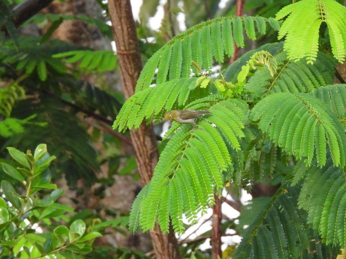 Warbling White-eye - ML620468951