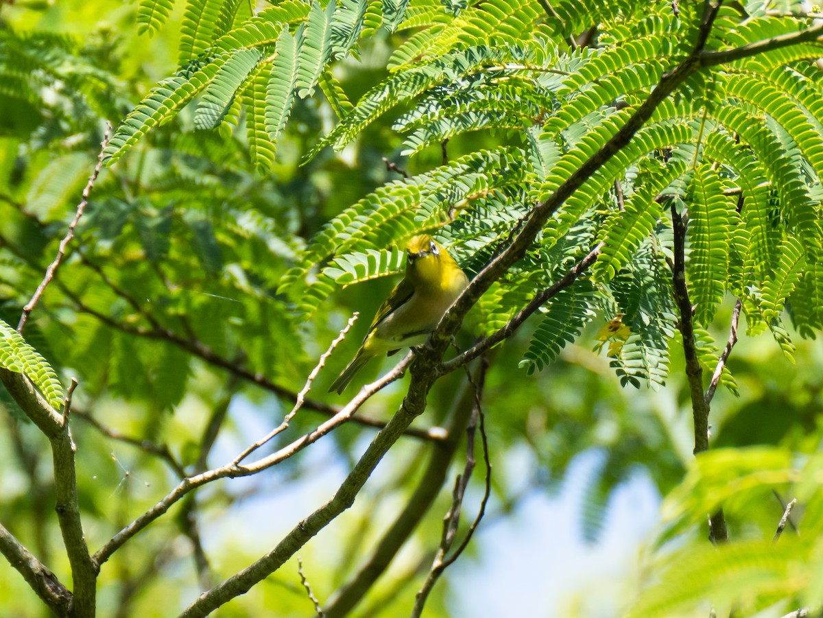 Warbling White-eye - ML620468952