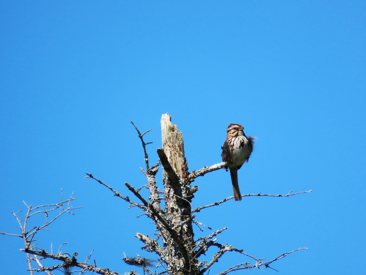 Song Sparrow - ML620468956