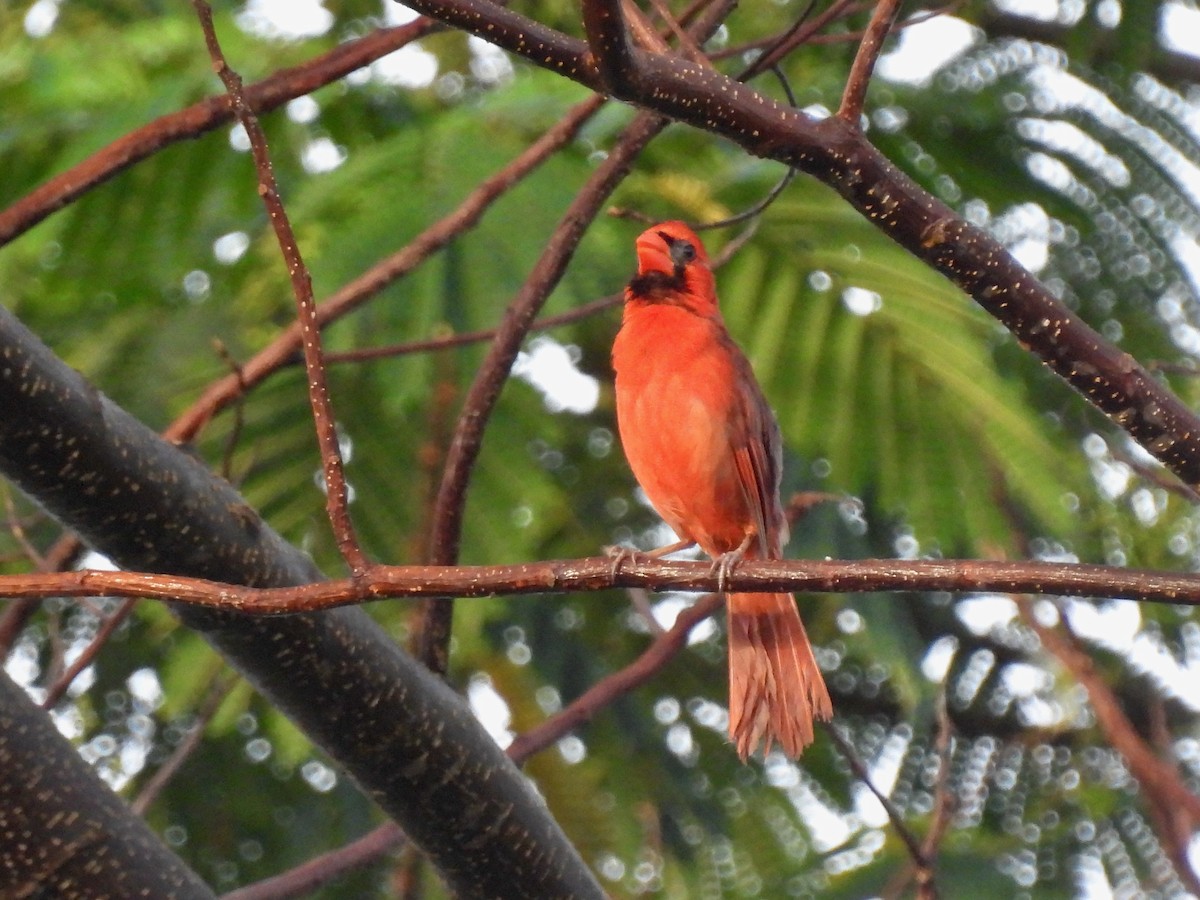 Northern Cardinal - ML620468957