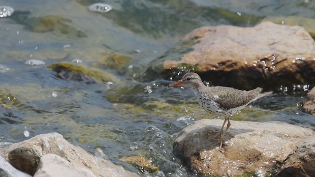 Spotted Sandpiper - ML620468959