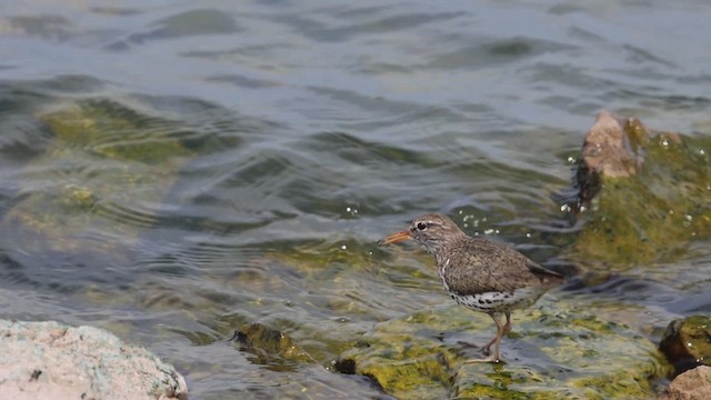 Spotted Sandpiper - ML620468961