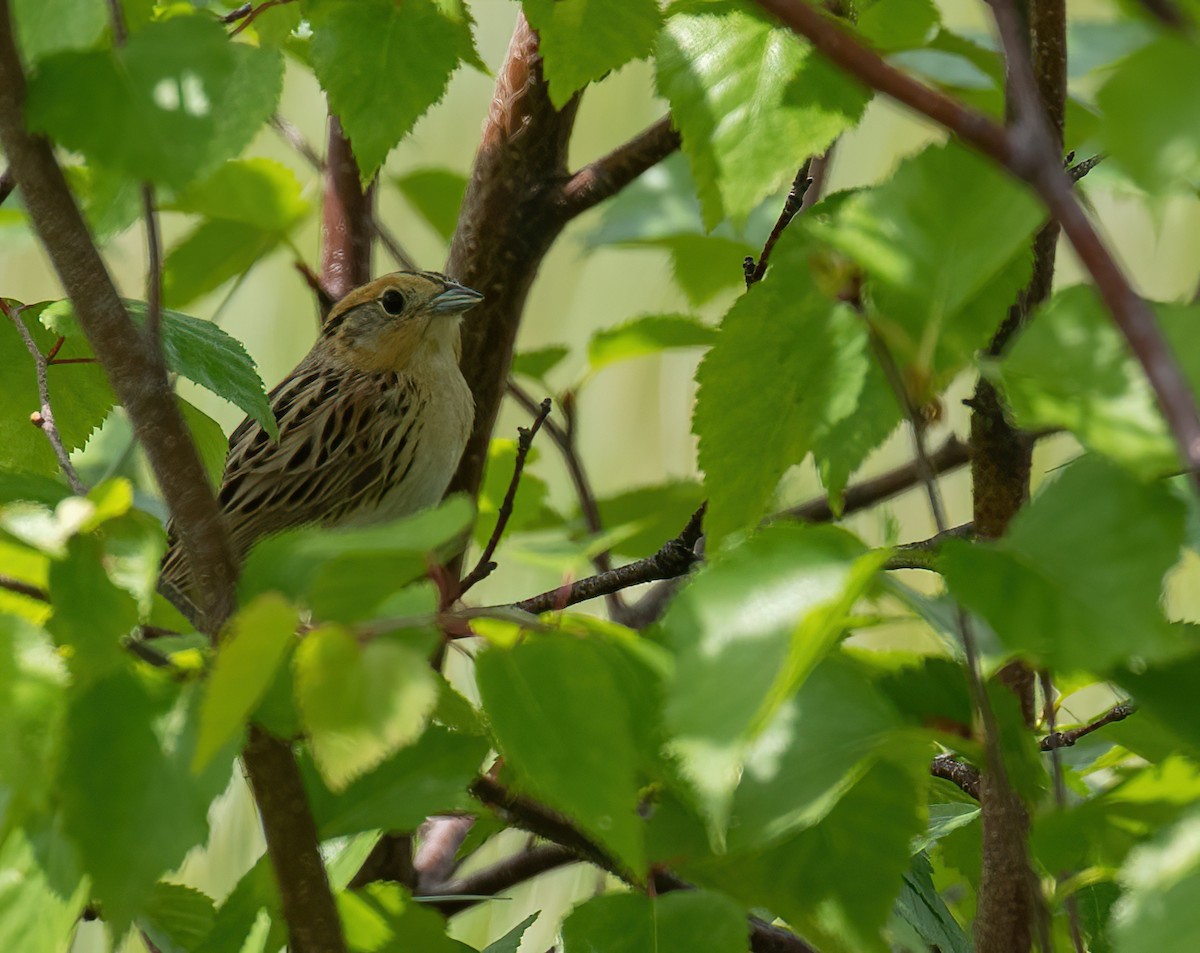 LeConte's Sparrow - ML620468962