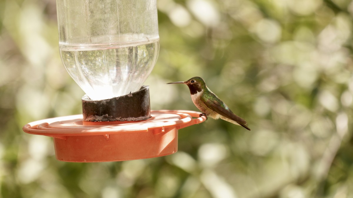 Colibri à queue large - ML620468965