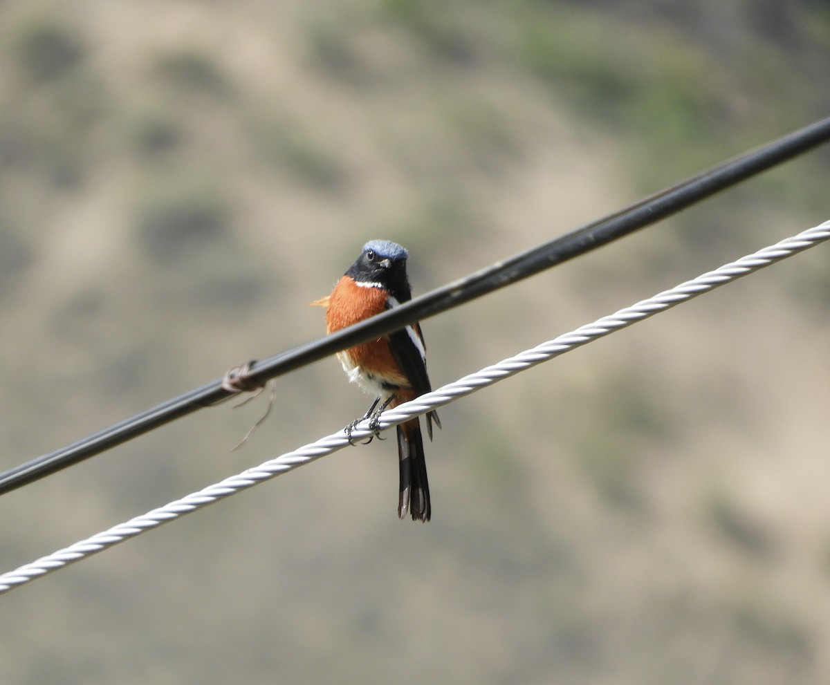 White-throated Redstart - ML620468971