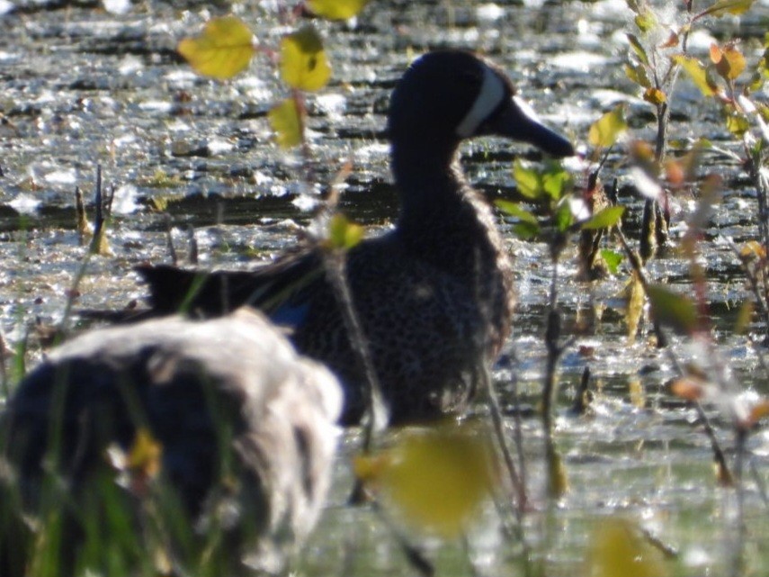 Blue-winged Teal - ML620468974