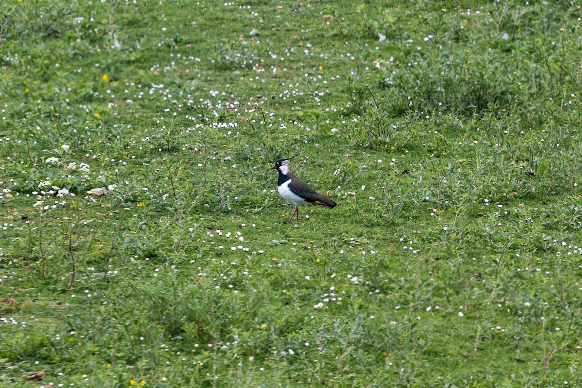 Northern Lapwing - ML620468976