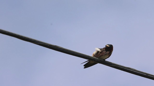 Cliff Swallow - ML620468977