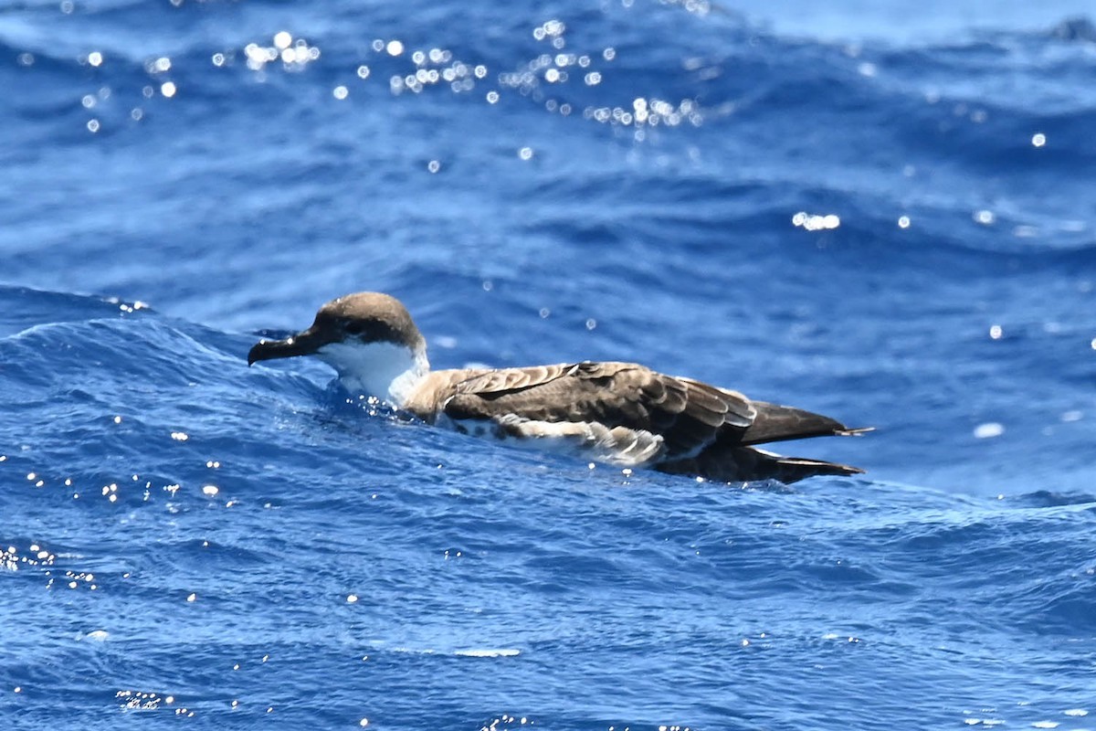 Great Shearwater - Marla Hibbitts