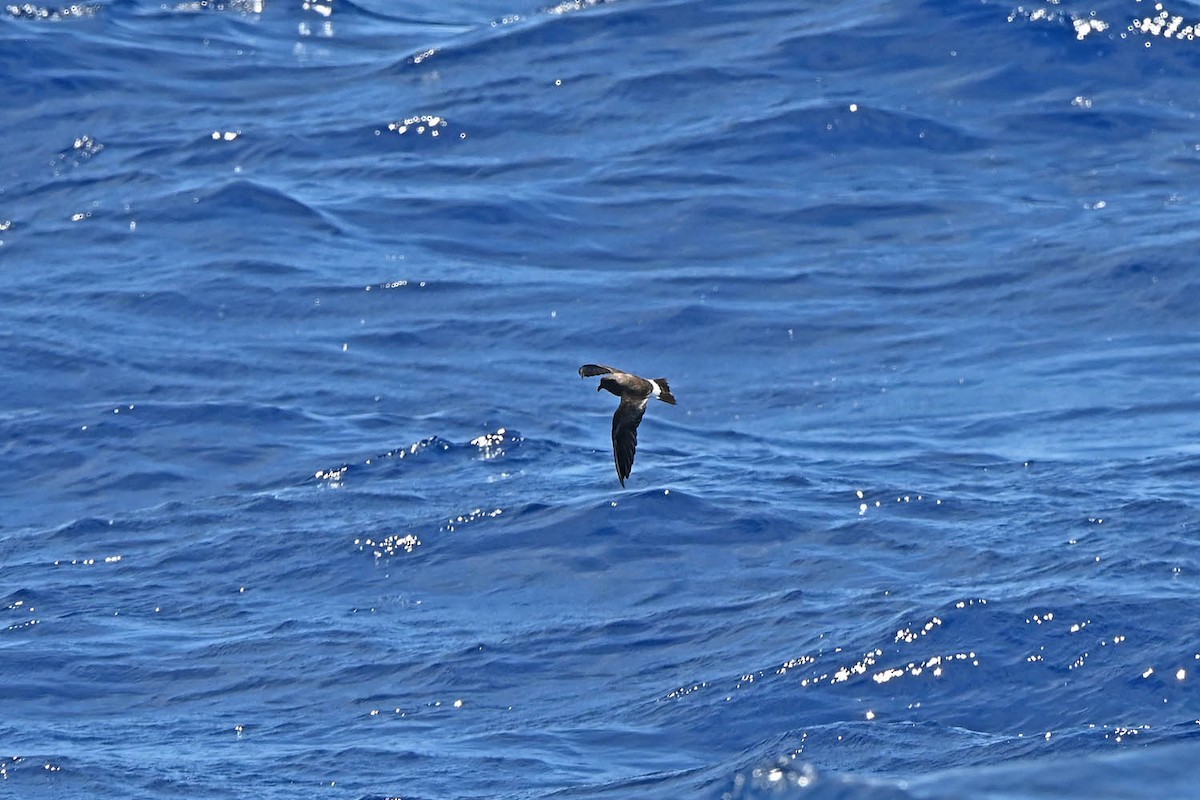 Band-rumped Storm-Petrel (Grant's) - ML620468981