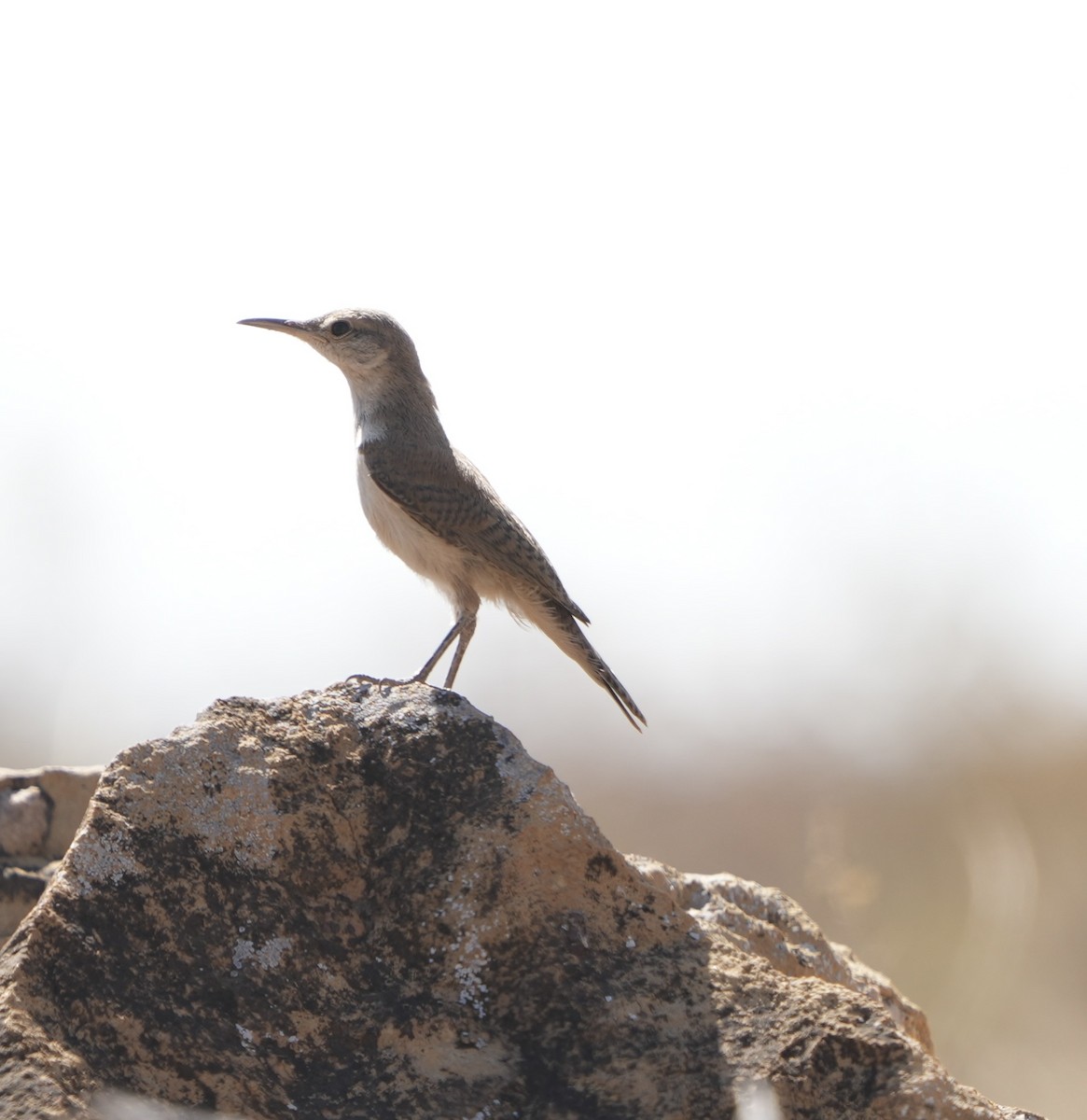 Rock Wren - ML620468988