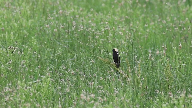 bobolink americký - ML620468989