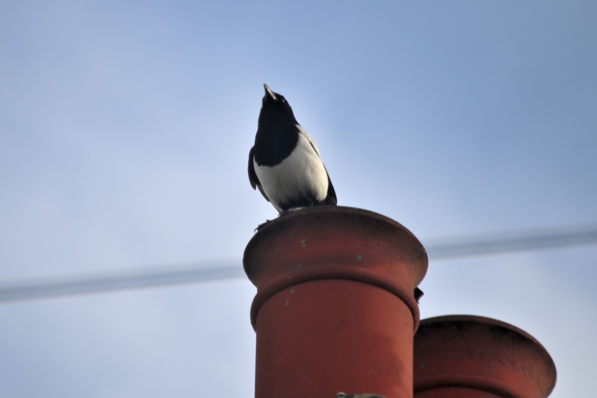 Eurasian Magpie (Eurasian) - ML620468991