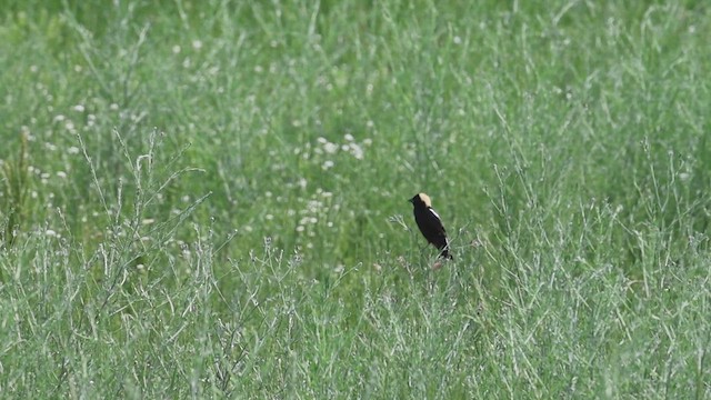 bobolink americký - ML620468993