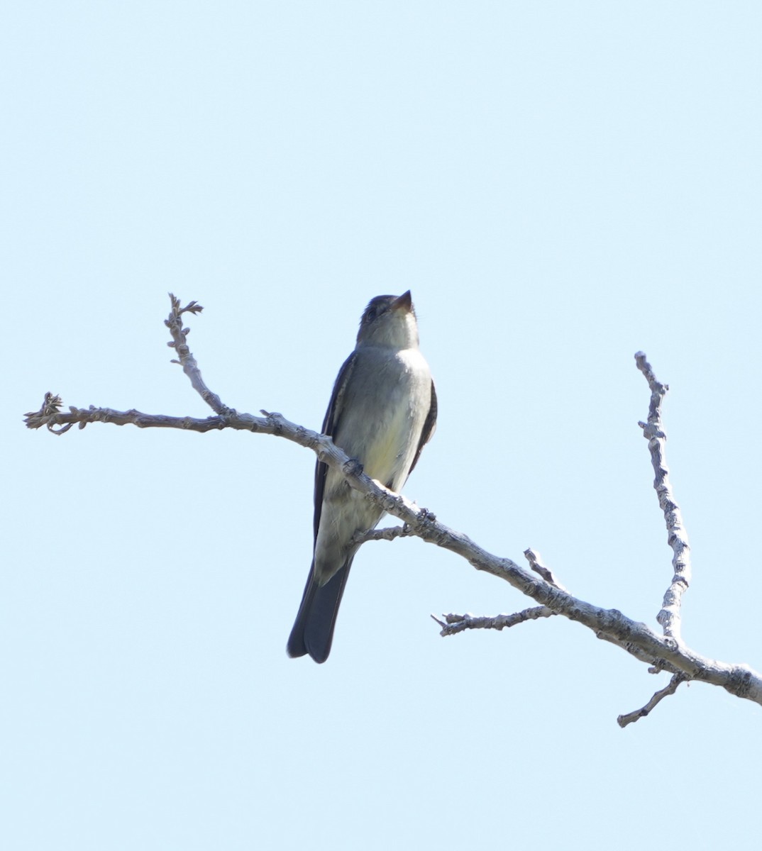 Western Wood-Pewee - ML620468996