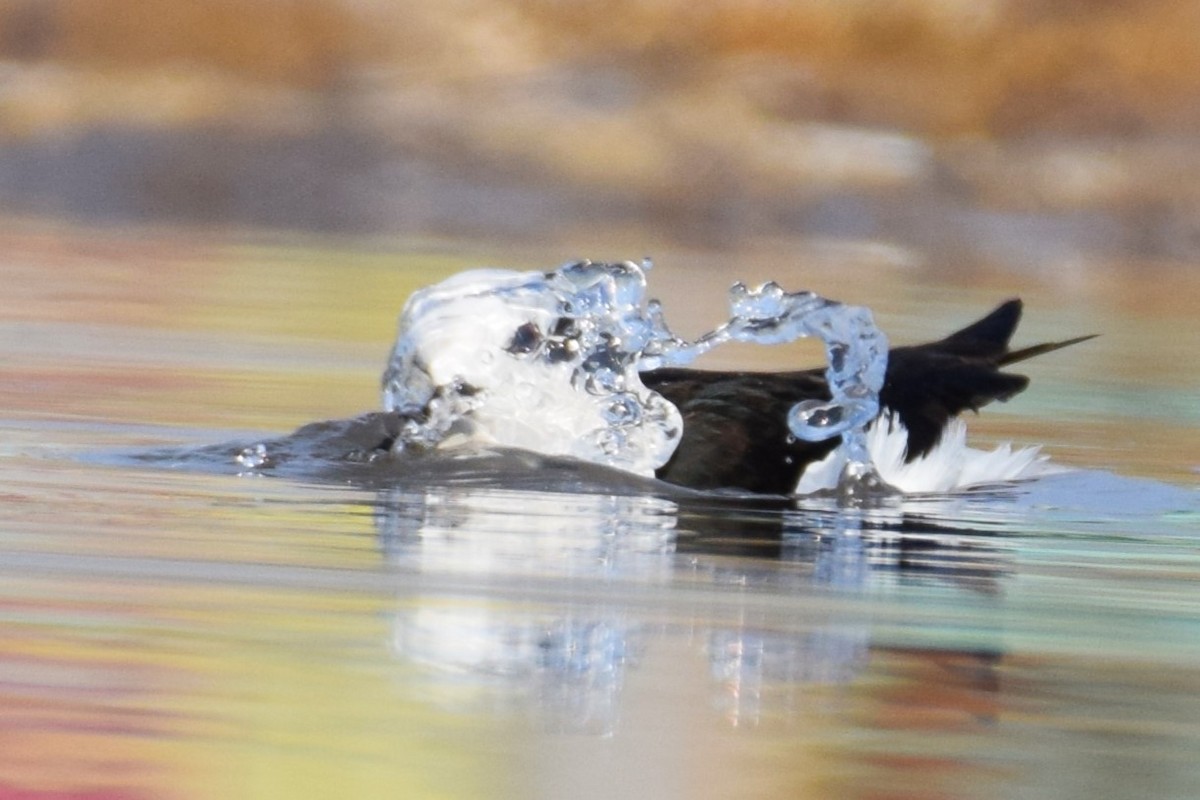 Black-necked Stilt - ML620468997