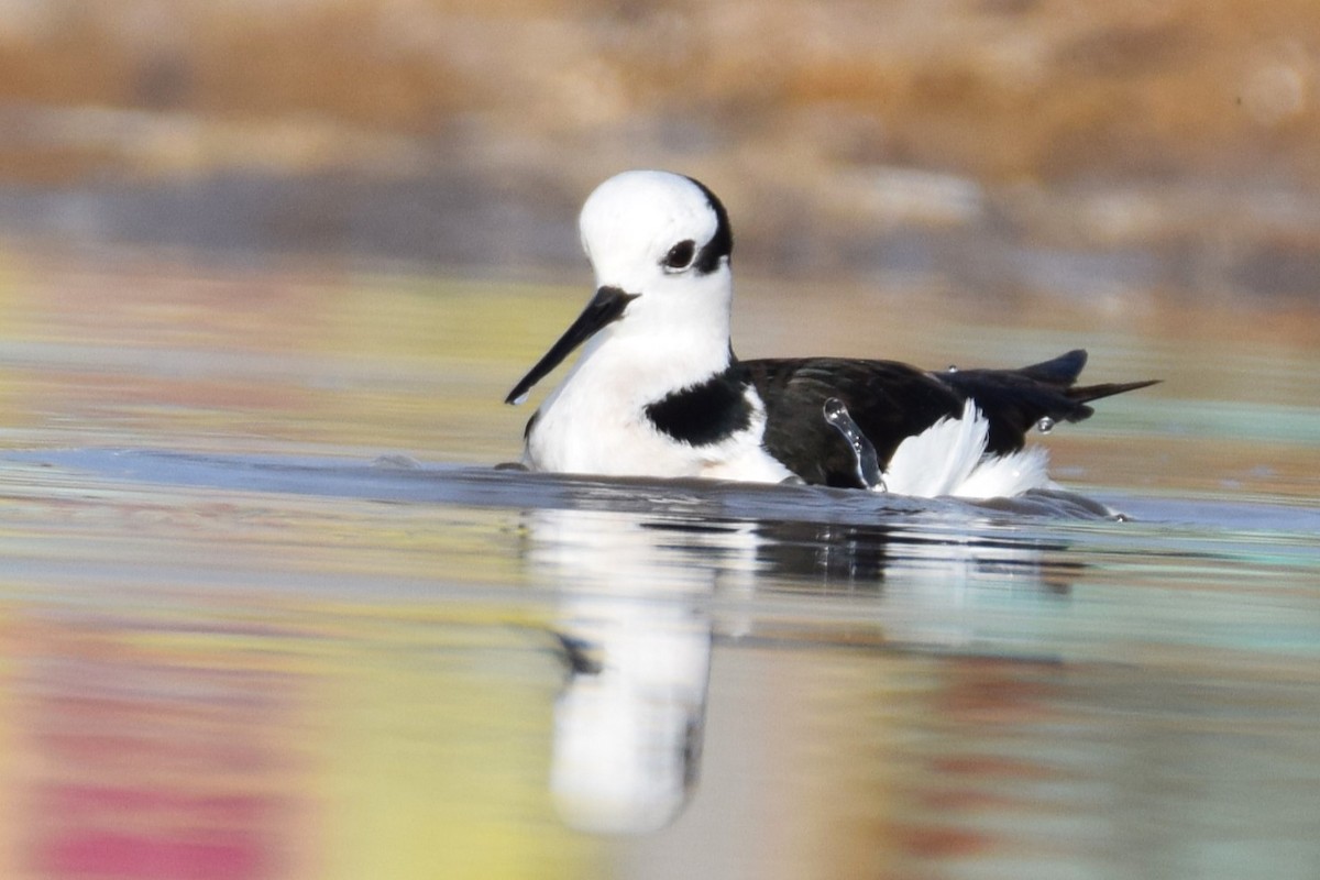 Black-necked Stilt - ML620469000