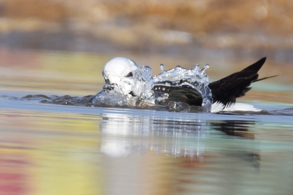 Black-necked Stilt - ML620469001