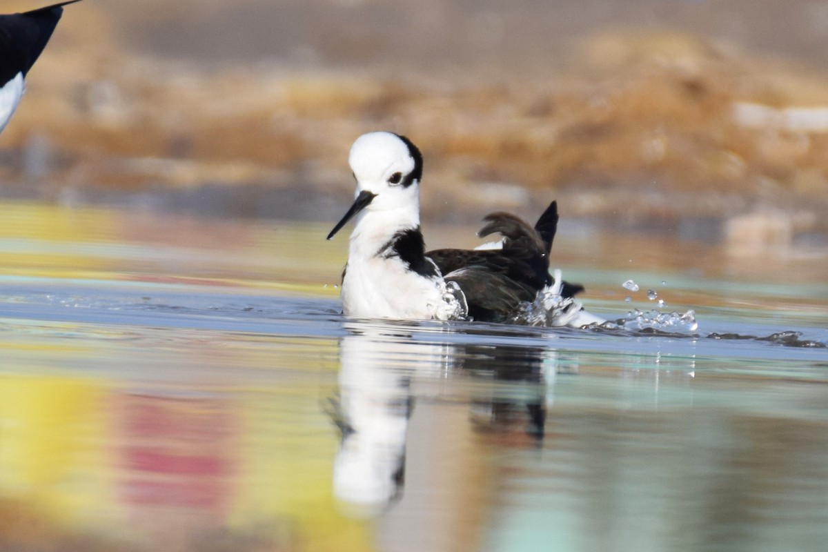 Black-necked Stilt - ML620469002