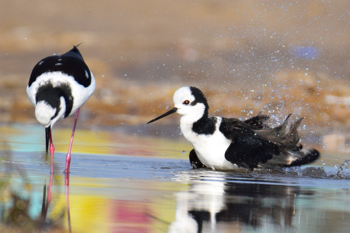 Black-necked Stilt - Laura Valdivia Dubo - REDAVES