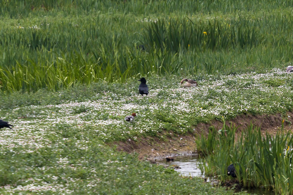 Carrion Crow - ML620469005