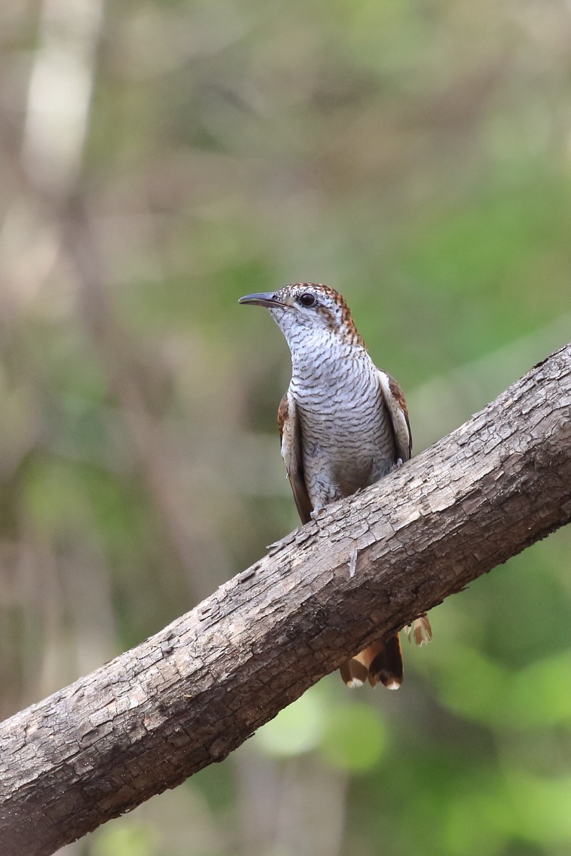 Banded Bay Cuckoo - ML620469008