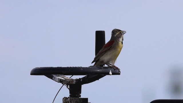 Dickcissel - ML620469009