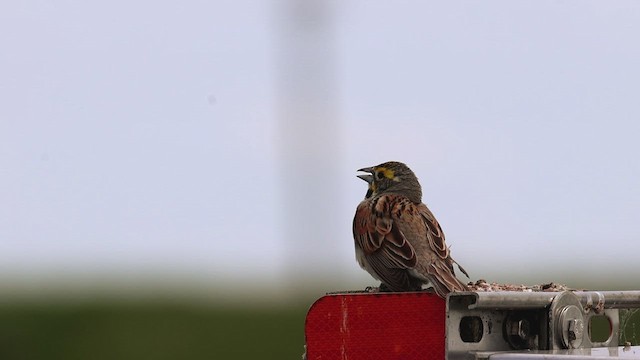 Dickcissel - ML620469010