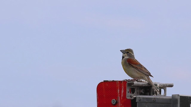 Dickcissel - ML620469011