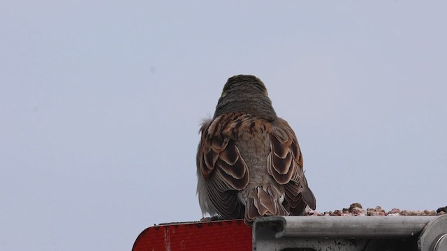 Dickcissel d'Amérique - ML620469012