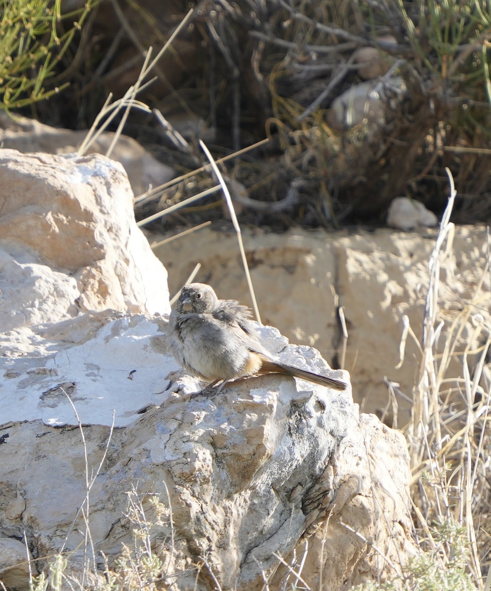 Canyon Towhee - ML620469013