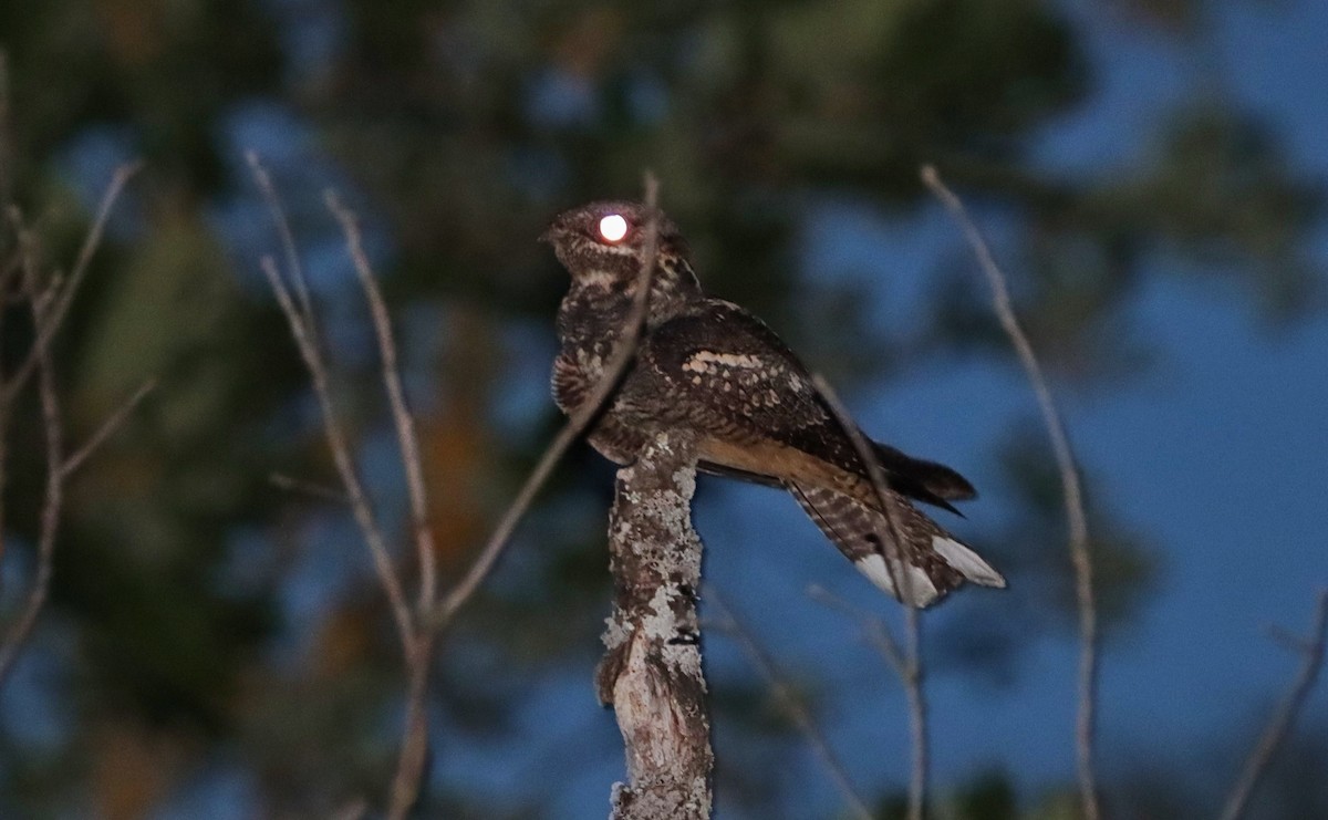 Eurasian Nightjar - ML620469016