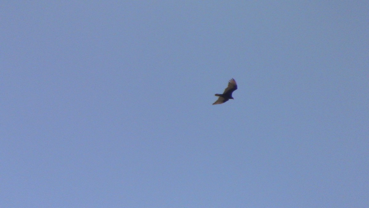 Turkey Vulture - ML620469017