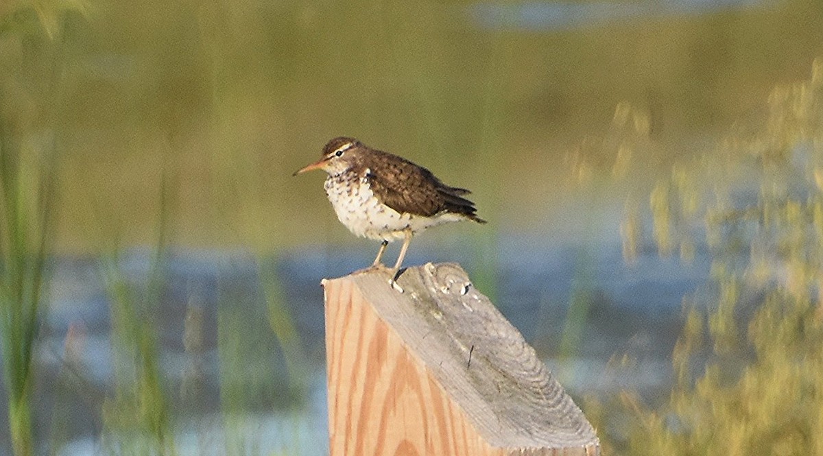 Spotted Sandpiper - ML620469018